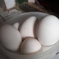 تخم غاز تخم اردک