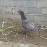 مرغ لاری طوس