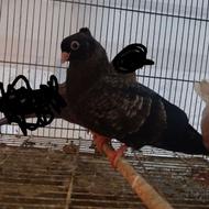 کفتر زاغ آبادانی