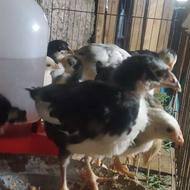 جوجه گلین لری