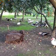 اردک خارجی اسرائیلی فوری