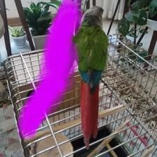 گیرینچیک دستی و سخنگو عروس هلندی مرغ عشق ملنگو