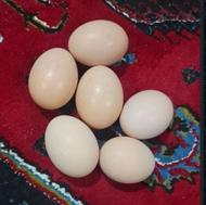 تخم مرغ پاپر برهما نطفه دار تظمینی