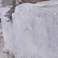 سگ سرابی اصیل واگذاری