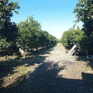 فروش زمین کشاورزی 5000 متر در مرکز شهر