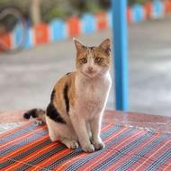 گربه های نژاد DSH کاملا سالم و مهربون