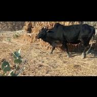 فروشی برادران گاو کار گردن وپُر کار گاو خیلی ارام