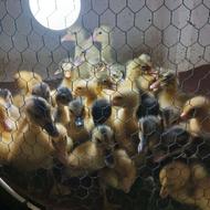 جوجه اردک محلی و جوجه غاز وجوجه مرغ پا پر