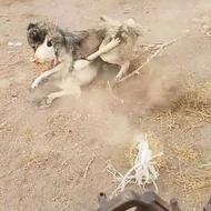 سگ سرابی واگذاری