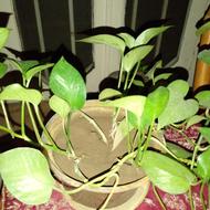 زمین باغی فاصله باخیابان اصلی 100متر