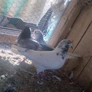 کبوتردرشت وجنس دار