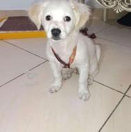 واگذاری سگ ناقلا و بانمک