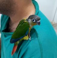 گرینچیک رد و دبل رد سوپر رام وکلام دار