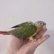 گرینچیک سرلاکی