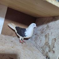 کبوتر پرشی تعداد