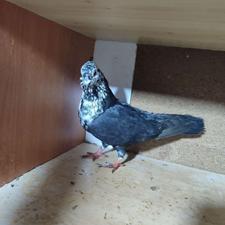 کبوتر پرشی تعداد