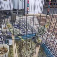 جوجه عروس دوماه