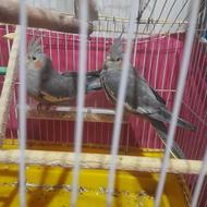 3 عدد جوجه عروس هلندی نر 7.8 ماهه کاملا رام و دستی