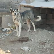 سگ آدمگیر خوش تیپ واگذار