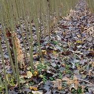 صنوبر یک ساله