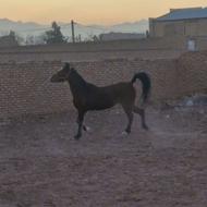 اسب مادیان عرب یکسر نصف قیمت