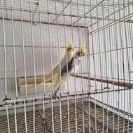 یک جفت طوطی عروس