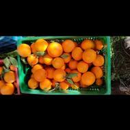 پرتقال تامسون برگی