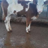 گوساله سیمینتال قرمز