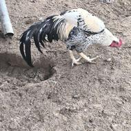 خروس لاری جنگلی