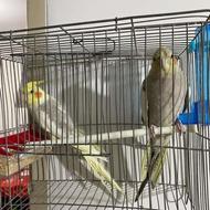 عروس هلندی جفت