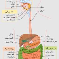 تدریس مفهومی زیست متوسطه اول و دوم