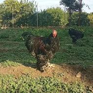 پورسلن خروس برهما عالی