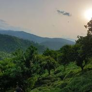 فروش پرتغال رو درختی