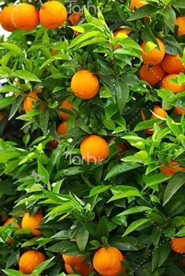 کارگر باغ وسورتینگ - عظیمی