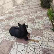 واگذار سگ میکس ژرمن نر نگهبان قوی تربیت شده