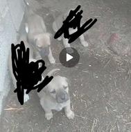 واگذاری طوله پژدر 1ماهه نرو ماده