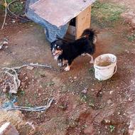 واگذاری سگ پاکوتاه نر نگهبان