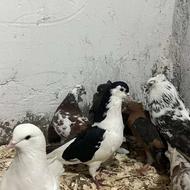 معاوضه کبوتر