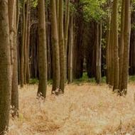 خرید و فروش انواع چوب صنوبر