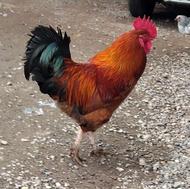 تخم مرغ محلی خروس