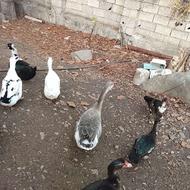 اردک محلی معاوضه با مرغ محلی و نژاد دار