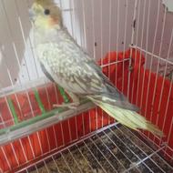 عروس هلندی ماده