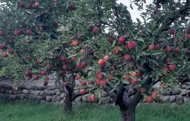 باغچه آباد با انواع درختان میوه ده سی ساله