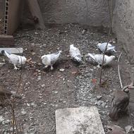 کبوتر بلژیکی