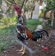 خروس لاری افغان اوشامو