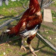 خروس لاری فروشی