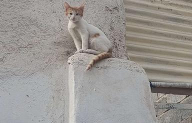 فروش خانه ویلایی