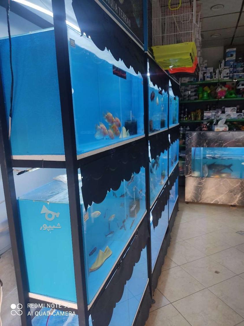 واگذاری کلیه لوازم آکواریوم وماهی