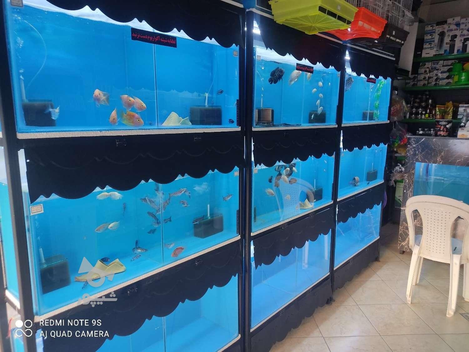 واگذاری کلیه لوازم آکواریوم وماهی
