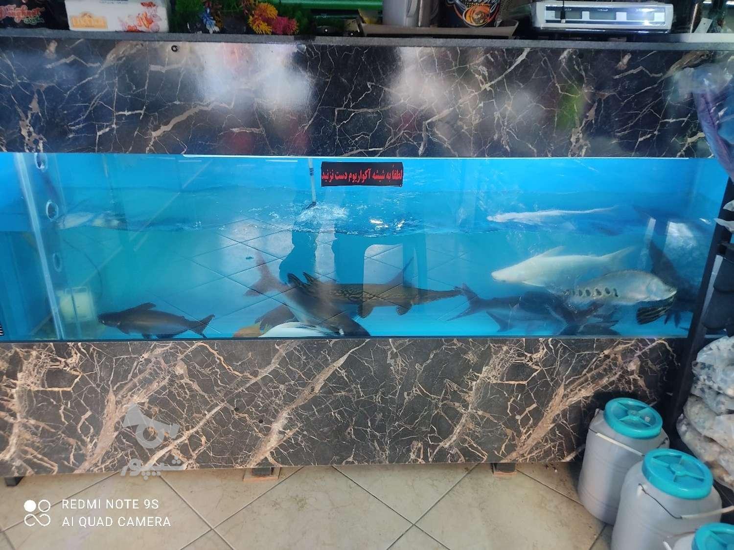 واگذاری کلیه لوازم آکواریوم وماهی
